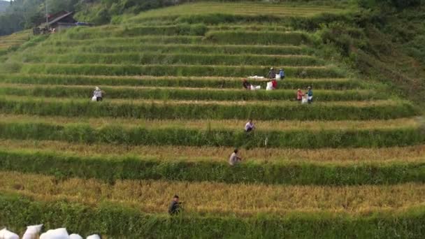 萨帕附近梯田里的稻田工人 穆仓柴稻田横跨越南的山坡 — 图库视频影像