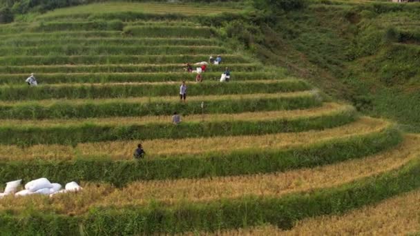サパ近郊の田舎の米屋さん ベトナムの山腹に広がるムアンチャイ米畑 — ストック動画
