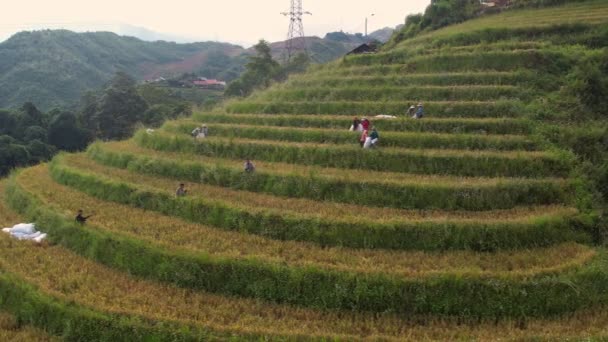 サパ近郊の田舎の米屋さん ベトナムの山腹に広がるムアンチャイ米畑 — ストック動画