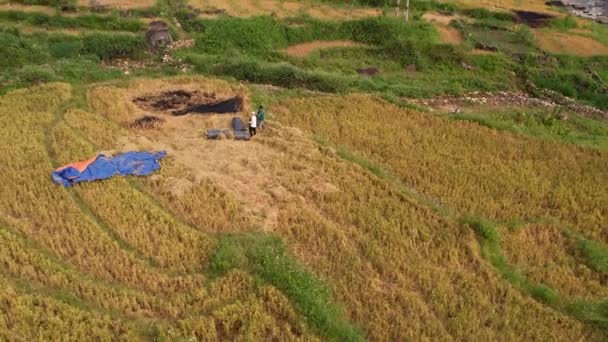 Pracownicy Ryżu Tarasowym Polu Ryżowym Niedaleko Sapy Pola Ryżowe Cang — Wideo stockowe