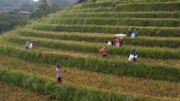 Rijstarbeiders Het Rijstveld Bij Sapa Cang Chai Rijstvelden Strekken Zich — Stockvideo