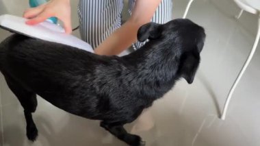 Siyah köpeğin süpürüldüğü komik bir video. Bir kadın köpeğine bakar. Çevre dostu hayvan tüyü temizleme. Minimalist hayvan bakımı ve temizlik.