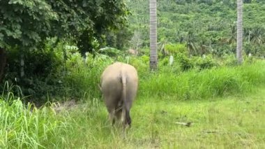 Tayland Koh Samui 'de su bufalosu. Dev boynuzları olan büyük bir inek yeşil çalılıklarda yürüyor, kafası yukarıda ve burnuna bir ip geçirilmiş, Koh Samui, Tayland 