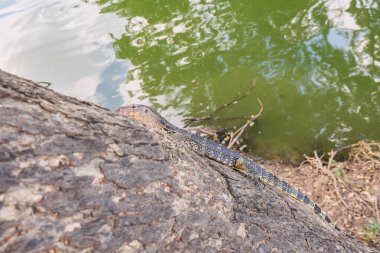 Lumpini Park, Bangkok 'ta, yemyeşil bir göletin kıyısında, yemyeşil bir göl ve sakin park çevresiyle çevrili bir ağaçta otururken bir kertenkele yan tarafa bakar.