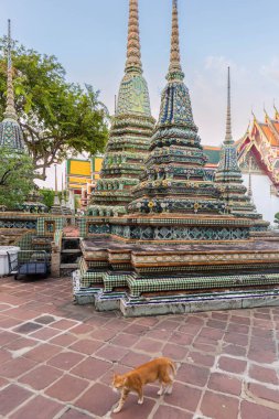 Wat Pho 'daki büyük pagoda Buda tapınağı süs ve altınla bezenmiş. Ön planda kızıl bir kedi yürüyor. Bangkok, Tayland