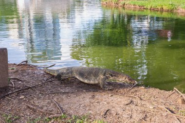 Lumpini Park, Bangkok 'ta güneşli bir günde, yemyeşil ve dallarla çevrili bir gölün kenarında duran bir kertenkele, dingin ve doğal bir ortam yaratıyor.