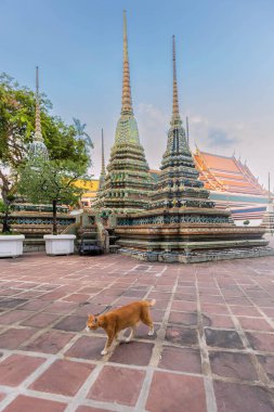 Wat Pho 'daki büyük pagoda Buda tapınağı süs ve altınla bezenmiş. Ön planda kızıl bir kedi yürüyor. Bangkok, Tayland