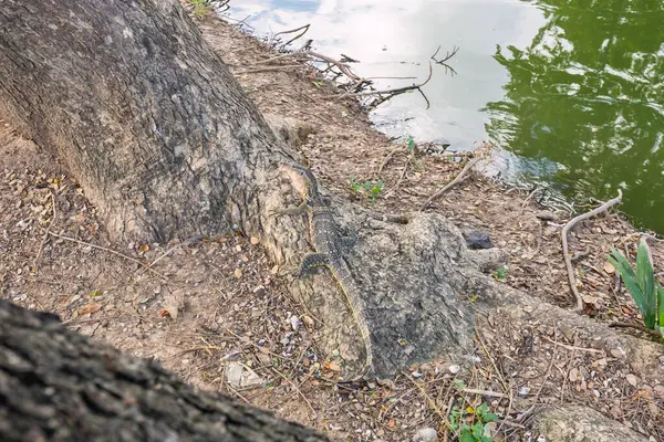 stock image A monitor lizard looks to the side while sitting on a tree in Lumpini Park, Bangkok, by the shore of a green pond, surrounded by lush greenery and the tranquil park environment