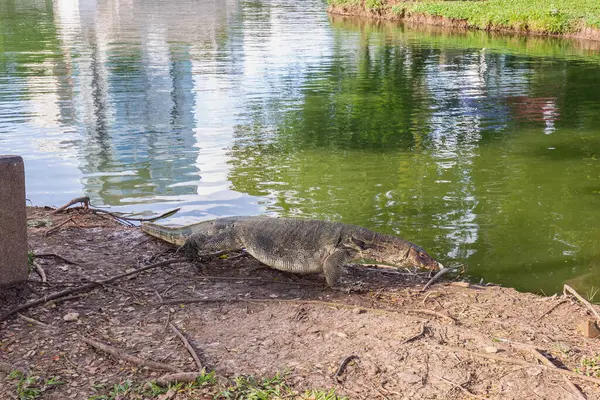 stock image A monitor lizard stands by the pond on a sunny day in Lumpini Park, Bangkok, surrounded by lush greenery and branches, creating a serene and natural setting