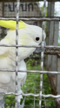 Papağan beyaz papağan, şemsiyeli papağan resmi. Kuş Cacatua alba. Sevimli, bembeyaz bir papağan tünekte oturur ve etrafa bakar. Tropik egzotik hayvan. 