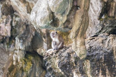 Maymun, Tayland 'daki Maymun Adası' ndaki bir mağarada kaya çıkıntısında oturuyor. Etrafı doğal kaya oluşumları ve engebeli arazilerle çevrili.