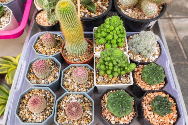 Bangkok, Tayland 'daki bir markette küçük saksılarda çeşitli şekillerde kaktüsler.