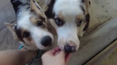Meraklı iki köpeğin, bir insanın elinden yemek yerken, heyecanını ve bağlılığını gösteren yakın plan bir görüntüsü..