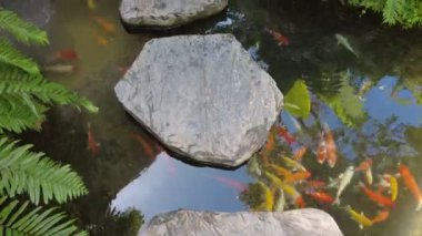 Renkli balıkların bulunduğu dingin bir koi havuzu geniş düz kayalar arasında yüzüyor, yemyeşil yapraklarla çevrili..