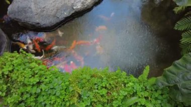 Renkli balıkların bulunduğu dingin bir koi havuzu geniş düz kayalar arasında yüzüyor, yemyeşil yapraklarla çevrili..