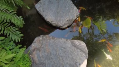 Renkli balıkların bulunduğu dingin bir koi havuzu geniş düz kayalar arasında yüzüyor, yemyeşil yapraklarla çevrili..