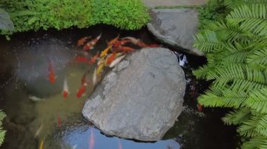 Renkli balıkların bulunduğu dingin bir koi havuzu geniş düz kayalar arasında yüzüyor, yemyeşil yapraklarla çevrili..