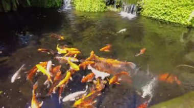 Yeşillik bahçeye ve şelaleli koi havuzuna bakan sakin bir açık alan..