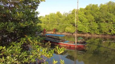 Geleneksel uzun kuyruklu tekneler yemyeşil mangrov ormanlarının yanına yanaşır ve Tayland nehir kıyısındaki sakin sulara yansıtır..