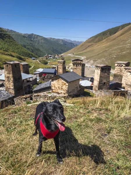 stock image Cute dog with traditional Svaneti towers standing tall amidst a village in a lush green valley. Historic structures are a testament to the regions architectural heritage.