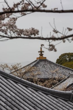 Geleneksel Japon tapınağı çatısının sakin manzarası altın bir sonla süslenmiş, kısmen kiraz çiçekleriyle örtülmüş. Huzurlu sahne, barış ve kültürel zenginliği çağrıştırıyor..