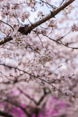 Çiçek açmış kiraz çiçeklerinin yakın plan çekimi. Yumuşak, pastel pembe yapraklar rüya gibi bir bahar manzarası yaratır. Çiçek tasarımları ve bahar temaları için mükemmel..