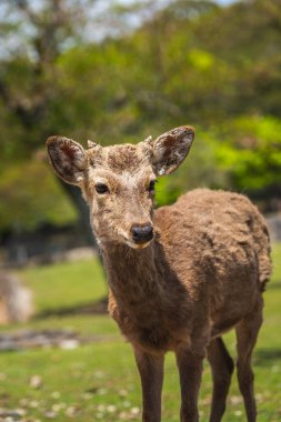 Japonya, Nara Park 'ta boynuzlu genç bir geyik. Bu nazik, vahşi hayvanın yemyeşil bir çevrede yakın plan portresi..