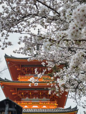 Japonya 'da üç katlı bir pagoda, canlı turuncu mimari, karmaşık detaylarla, kısmen çiçek açan kiraz çiçekleriyle gizlenmiş. Japonya 'da bahar mevsimi büyüleyici manzaralar sunar.