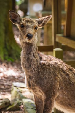 Japonya, Nara Park 'ta genç bir Sika geyiğinin yakın çekimi. Yumuşak kahverengi kürkü ve narin bakışları büyüleyici. Doğal ortamda sakin bir vahşi yaşam manzarası..
