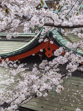 Tokyo 'daki geleneksel bir Japon tapınağının çatısında çiçek açan kiraz çiçekleri. Hassas pembe ve beyaz taç yaprakları tapınağın yeşil ve kırmızı odunlarına karşı çok güzel tezat oluşturuyor. Büyüleyici.