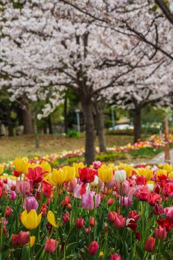 Parkta filizlenen kiraz ağaçlarının zemininde çiçek açan canlı laleler. Sahne, ilkbahar yenilenmesi ve doğal güzelliği çağrıştırıyor..