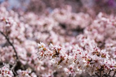 Çiçek açmış kiraz çiçeklerinin yakın plan çekimi. Yumuşak pembe ve beyaz taç yaprakları, sakin bir bahar manzarası yaratır. Doğa, bahar ve çiçek temaları için mükemmel..