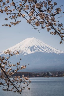 Japonya 'daki Fuji Dağı' nın sakin manzarası. Çiçek açmış kiraz çiçekleriyle çerçevelenmiş. Karla kaplı tepe sakin bir gölün üzerinde görkemli bir şekilde yükselir..