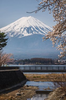 Japonya 'daki görkemli Fuji Dağı, karlı zirve ve ve kiraz çiçekleri tamamen çiçek açıyor. Huzurlu göl ve köprü sahnesi, ilkbaharda doğanın güzelliğini gözler önüne seriyor..
