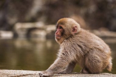 Bir havuzun yanında oturan sevimli Japon maymun. Bu vahşi kar maymunu Japonya 'nın Nagano Eyaleti Jigokudani Maymun Parkı' nda bulunur. Bu primatın doğal cazibesine tanık olun.
