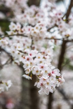 Çiçek açmış kiraz çiçeklerinin yakın plan çekimi. Yumuşak pembe ve beyaz taç yaprakları huzurlu ve güzel bir bahar manzarası yaratır. Doğa, bahar ve çiçek temaları için mükemmel..