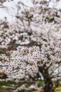 Çiçek açmış kiraz çiçeklerinin yakın plan çekimi. Yumuşak pembe ve beyaz taç yaprakları büyüleyici bir çiçek dekoru oluşturuyor. Bahar temaları ve doğa tasvirleri için mükemmel..