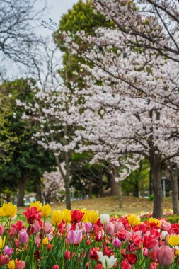 Parkta kırmızı, sarı ve pembe renkli laleler çiçek açıyor, kiraz çiçeklerinin yumuşakça bulanık arkaplanına karşı. Resimli bir bahar sahnesi.