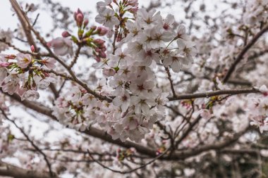 Çiçek açmış kiraz çiçeklerinin yakın plan çekimi. Yumuşak pembe ve beyaz taç yaprakları kahverengi dallara karşı kontrasttır. Japonya 'da büyüleyici bir bahar gösterisi..