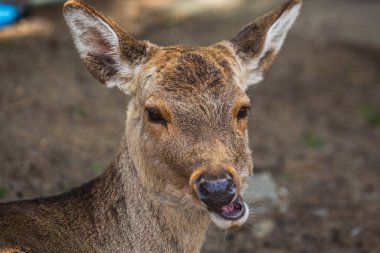 Genç bir Sika geyiğinin yakın plan portresi, etkileyici gözlerini ve hafifçe açık ağzını gösteriyor. Geyiğin kürkü kahverengi ve bronzlaşmanın bir karışımıdır. Büyüleyici bir vahşi yaşam görüntüsü..