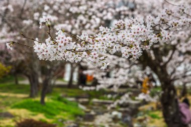 Çiçek açmış kiraz çiçeklerinin yakın plan çekimi. Yumuşak odaklı arka plan, sakin bir Japon bahçe sahnesi sergiliyor. Bahar temaları ve doğa tasvirleri için mükemmel..