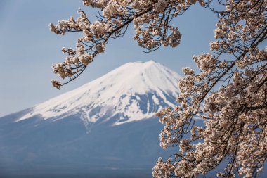 Japonya 'daki Fuji Dağı' nın göz kamaştırıcı manzarası. Kiraz çiçekleriyle çerçevelenmiş. Resimli bir bahar sahnesi ikonik volkanı ve güzel florayı gözler önüne seriyor..