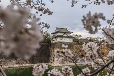 Edo Kalesi 'nin Beyaz Kalesi, Tokyo, Japonya. İlkbaharda muhteşem kiraz çiçekleri tarafından çerçevelenmiş. Japon mimarisinin ve doğanın güzelliğinin sakin bir sahnesi..