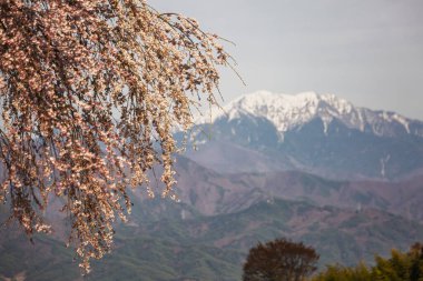 Ağlayan kiraz çiçekleri, uzaktaki görkemli karlı sıradağları zarifçe çerçeveliyor. Muhtemelen Japonya 'da sakin bir bahar manzarası doğanın güzelliğini gözler önüne seriyor.