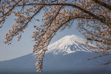 Japonya 'daki Fuji Dağı, çiçek açmış kiraz çiçekleriyle kısmen gizlenmiş. Doğanın güzelliğini gözler önüne seren ikonik Fujiyama 'nın çarpıcı bahar manzarası..