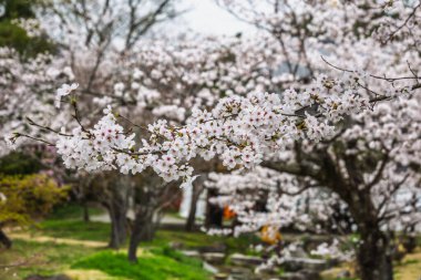Çiçek açmış narin kiraz çiçeklerinin yakın çekimi, el değmemiş beyaz taç yapraklarını sergiliyor ve ince pembe renklerini sergiliyor. Görüntü, Japonya 'da baharın dingin güzelliğini, yumuşak odaklı bir arka planla yakalıyor.
