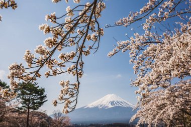 Japonya 'daki görkemli Fuji Dağı, kısmen çiçek açmış kiraz ağaçlarının narin çiçekleriyle örtülü. Nefes kesici bir bahar manzarası.