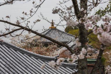 Japonya 'nın Kyoto kentindeki Kiyomizu-dera Tapınağı' nın sakin manzarası çiçek açan kiraz ağaçları tarafından kısmen gizleniyor. Tapınağın karmaşık çatısı ve altın rengi finali ince pembe ve beyaz renklerle görülebilir.