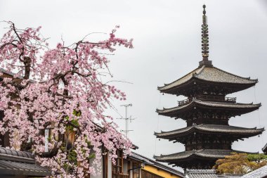 Kyoto 'nun Yasaka Pagoda' sı, beş katlı çarpıcı ahşap bir yapı, çiçek açmış bir kiraz ağacının yanında görkemli bir şekilde duruyor. Bu büyüleyici sahne doğanın ahenkli bir karışımını sergiliyor.