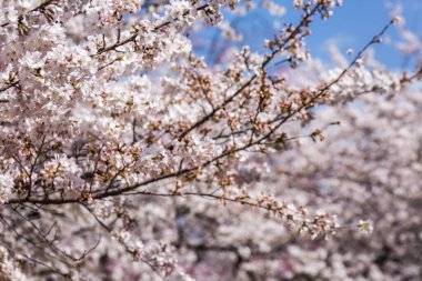 Çiçek açmış kiraz çiçeklerinin yakın plan çekimi. Görüntü, çiçeklerin ve dalların karmaşık detaylarını daha fazla çiçeğin bulanık arka planına karşı sergiliyor.